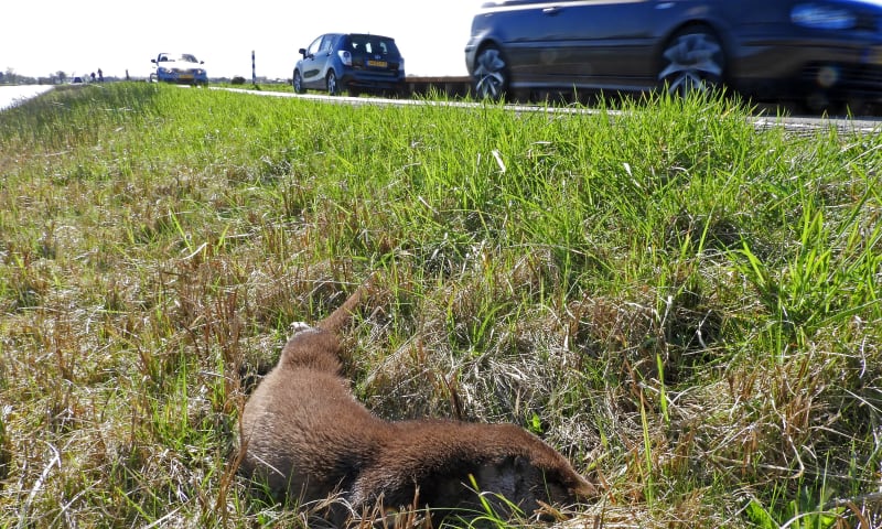 Otter Ziendeweg