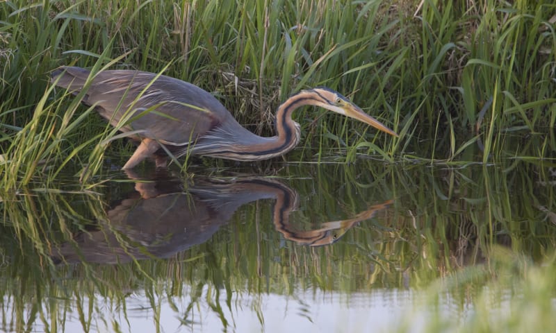 Purperreiger bij het riet