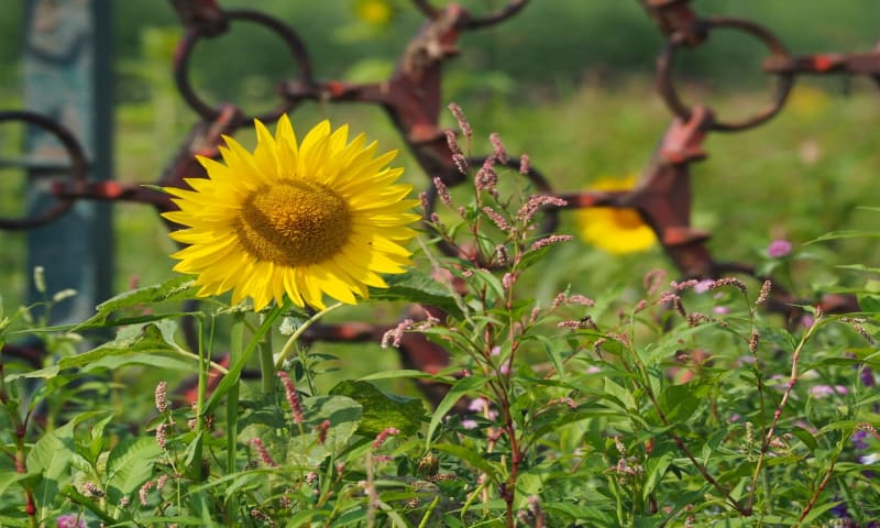 Zonnebloem Boerderij Landlust