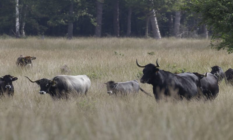 Sayaguesa's in het Drents Friese Wold