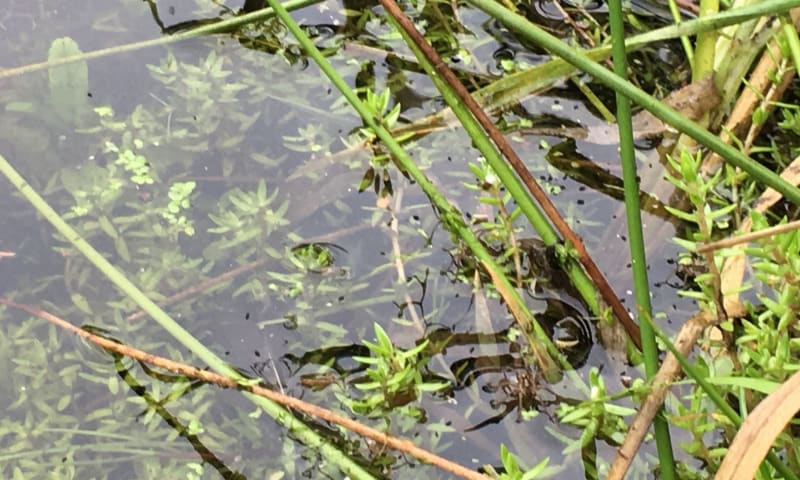 Watercrassula