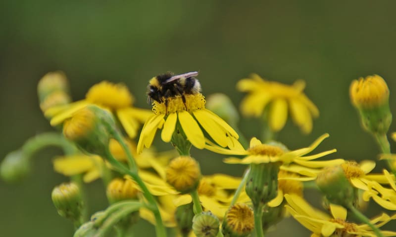 aardhommelgroep Planken Wambuis