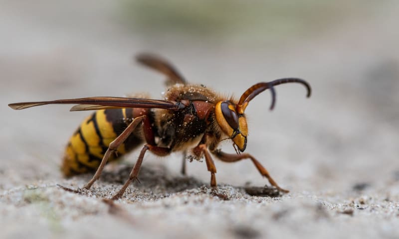 De hoornaar is de grootste wesp in Nederland