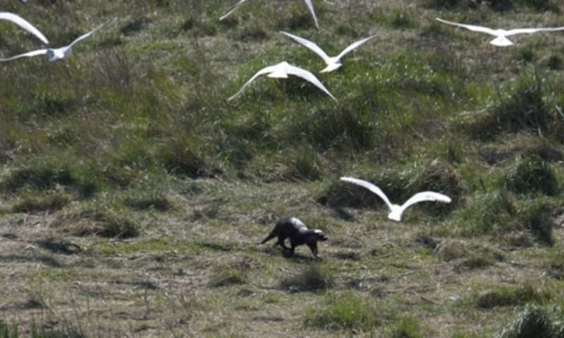 Otter op Griend