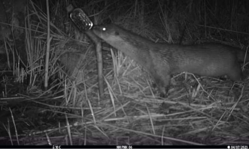 Otter op wildcamera