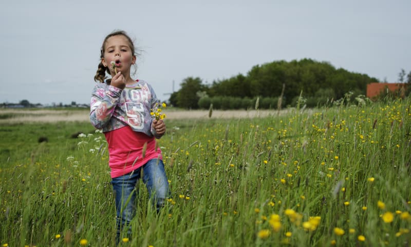 Boterbloem Zuidpolder