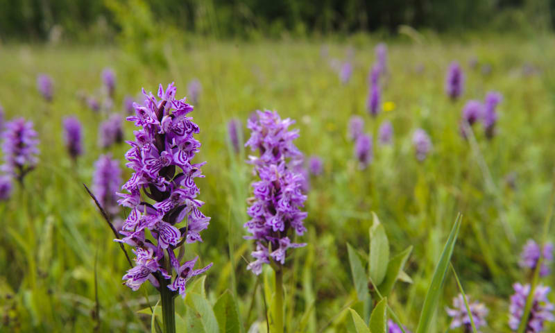 gevlekte orchis