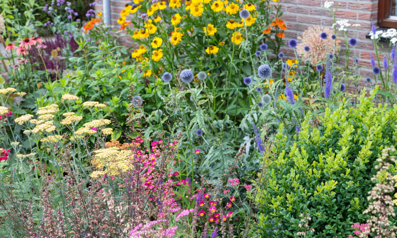 Natuurlijke tuin