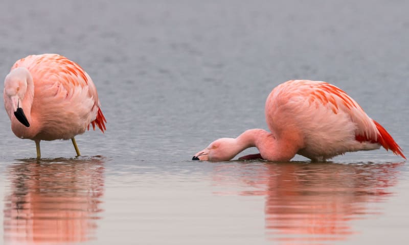 Flamingo zoekt eten in het water met zijn kromme snavel