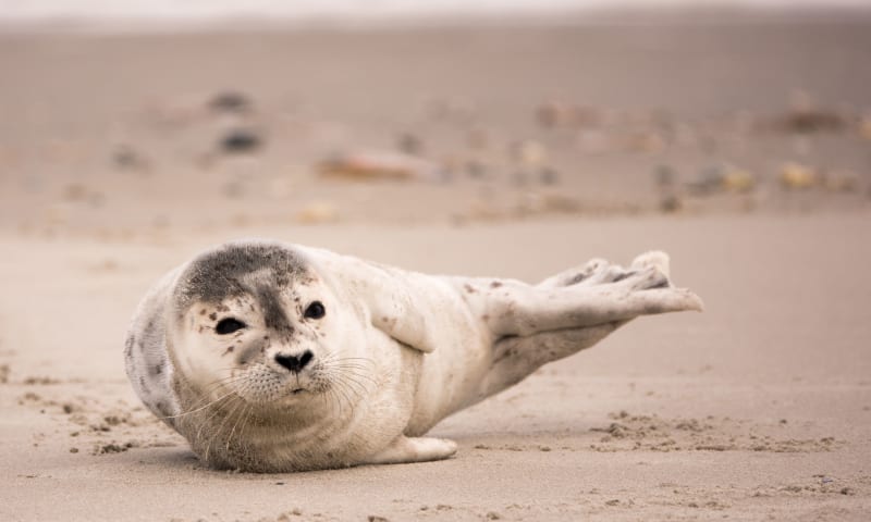 Gewone zeehond