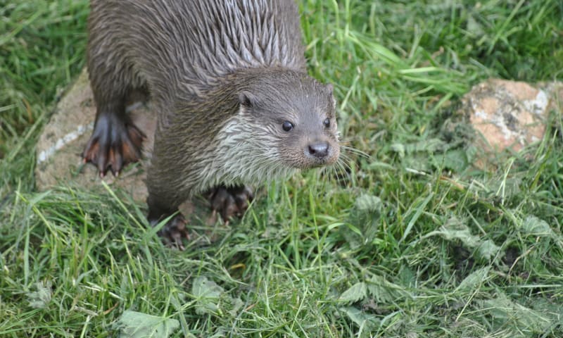 Otter