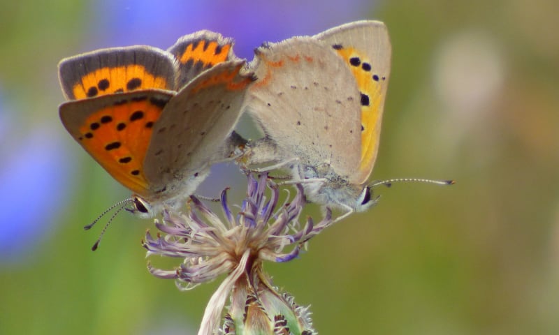 Kleine vuurvlinder