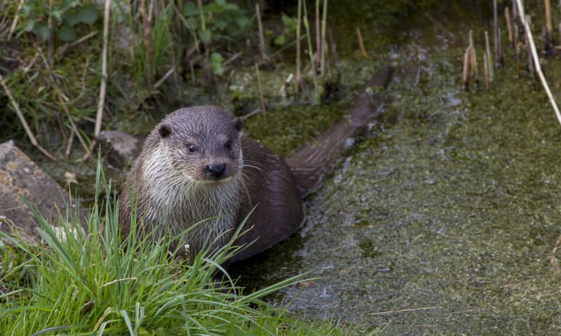 otter