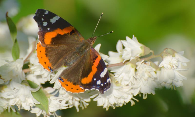 Atalanta vlinderpagina