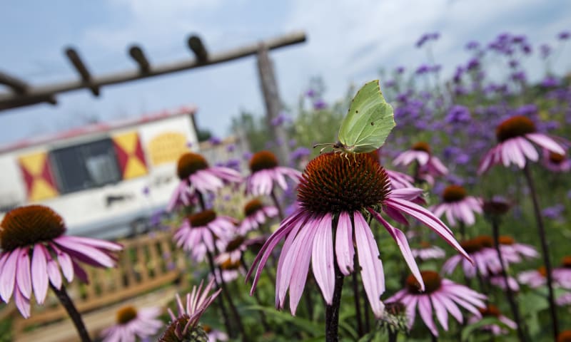 Wilde bloementuin Belevenisboerderij Schieveen