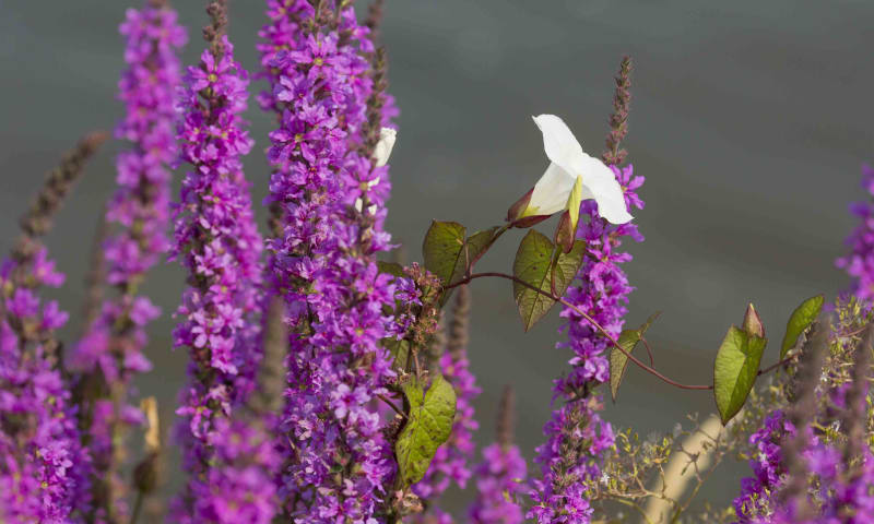 Haagwinde in de tuin