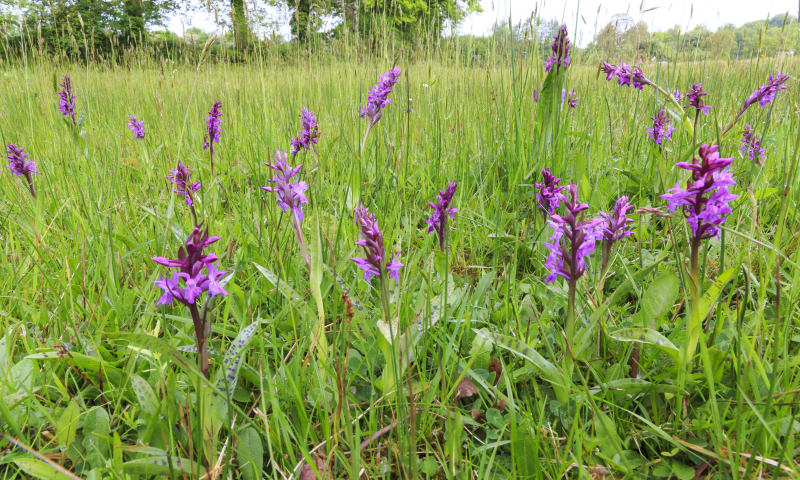 gevlekte orchis