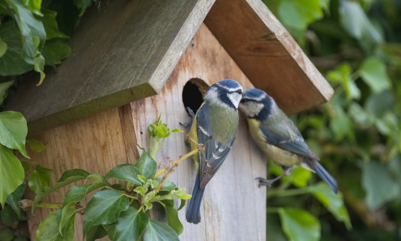 Pimpelmees nestkast in boom