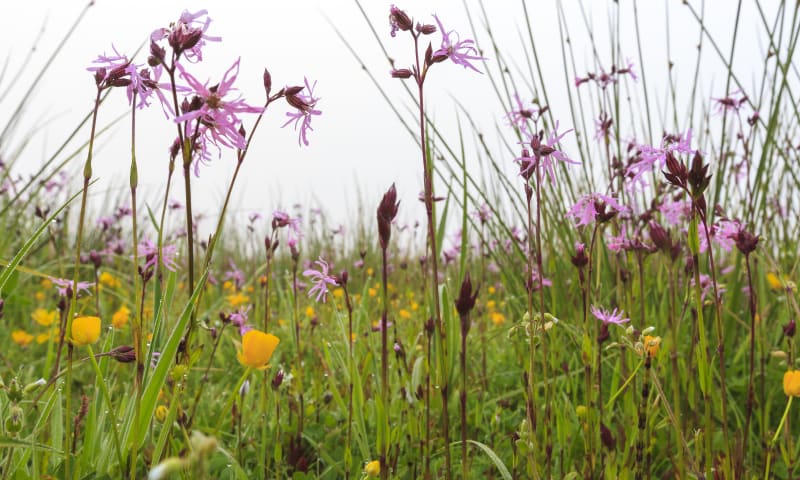 Koekoeksbloemen en boterbloemen