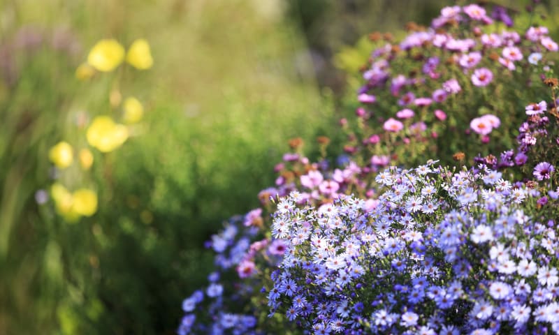 bloemrijke tuin