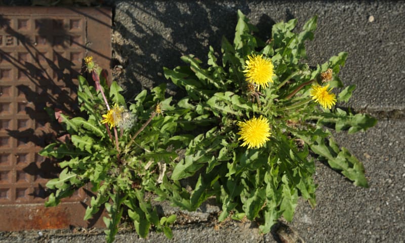 ik hou van onkruid natuurmonumenten