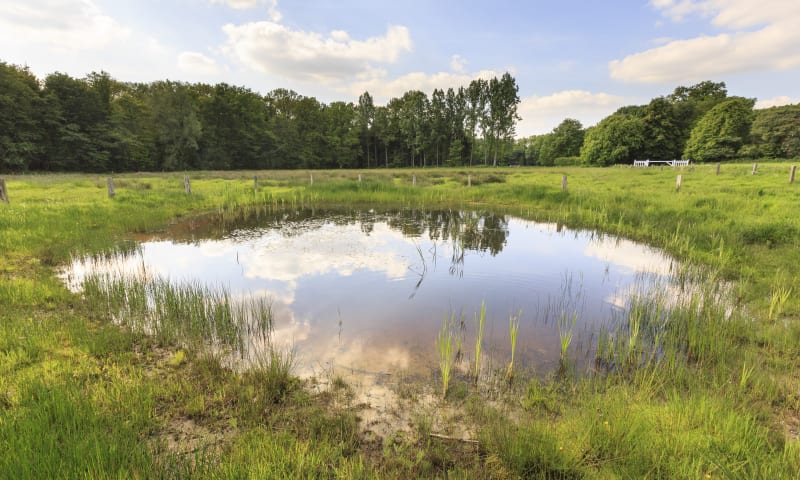 poel - geurt besselink