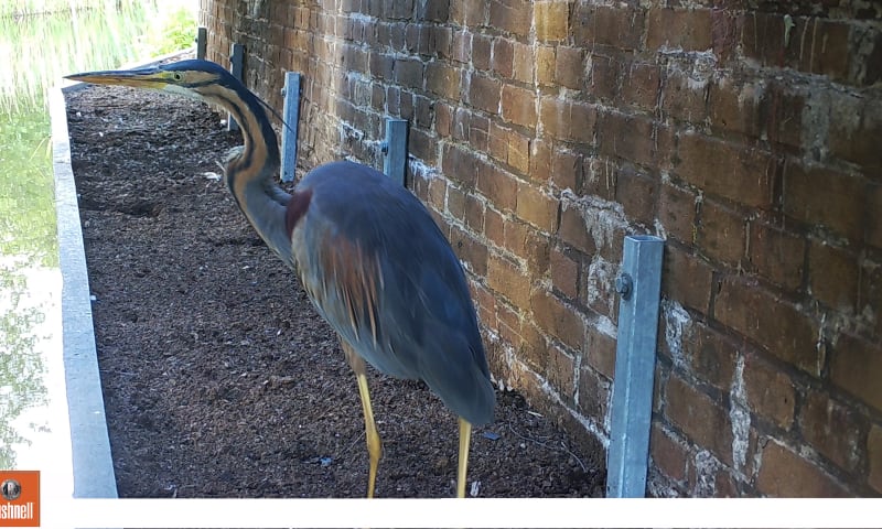 purperreiger in faunapassage