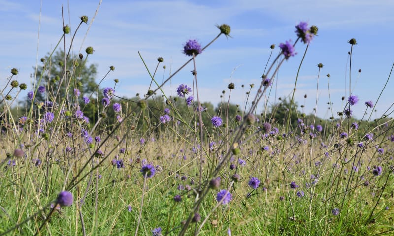 Blauwe knoop