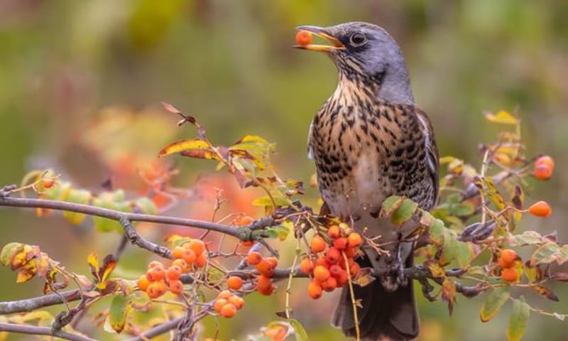 kramsvogel