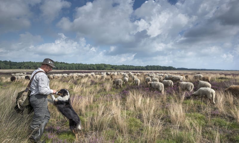 schapen, herder en hond op het Dwingelderveld