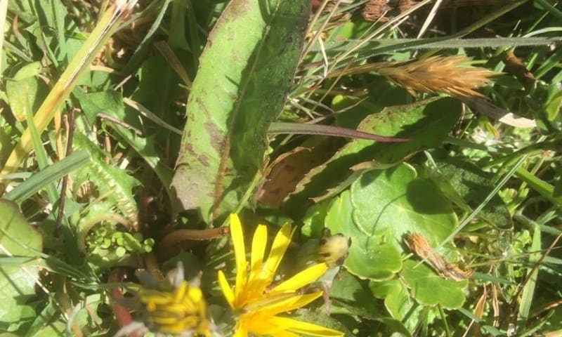 zeldzame paardenbloemen op schiermonnikoog natuurmonumenten