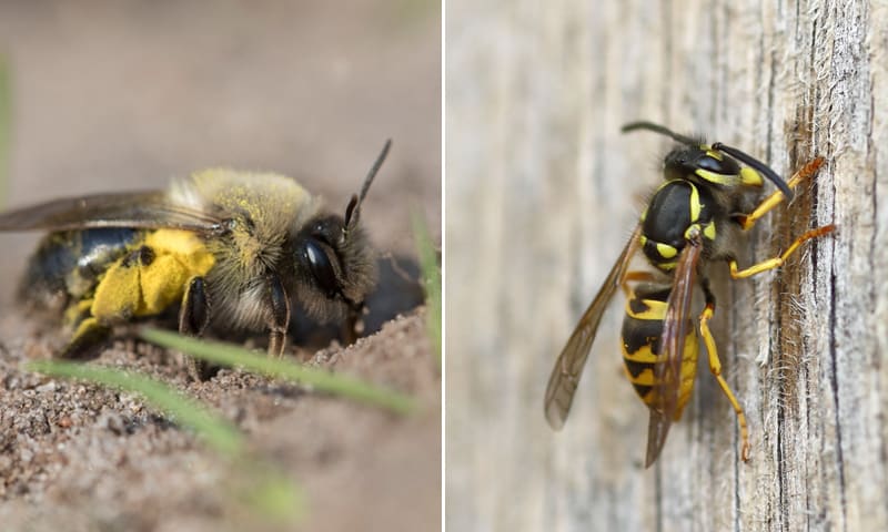 Bij versus wesp