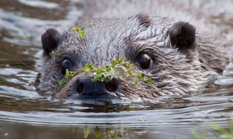 otterkop