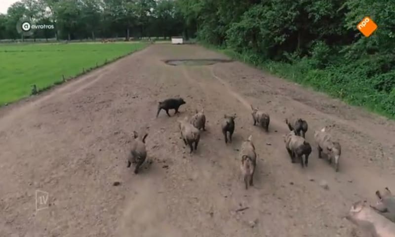 Herenboeren item EenVandaag