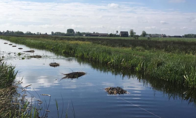 Zwarte stern vlotjes