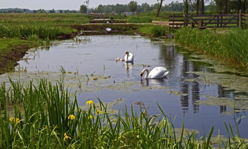 Nieuwkoopse Plassen