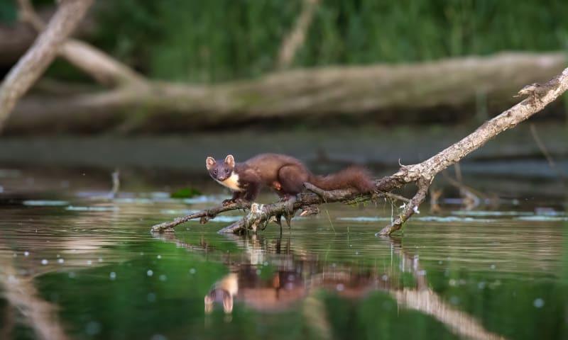 Boommarter in de Biesbosch