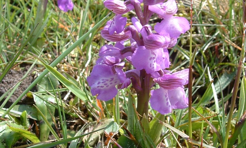 Harlekijn orchis