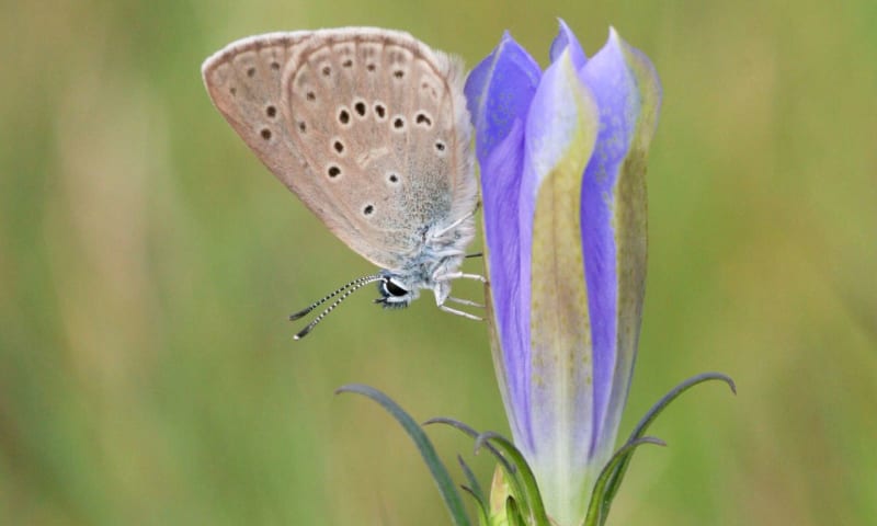 gentiaanblauwtje op klokjesgentiaan