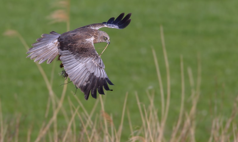 Bruine kiekendief