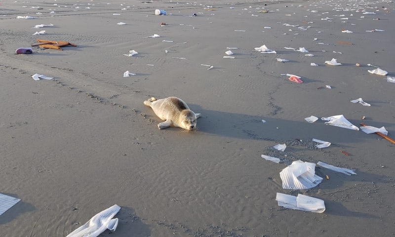 Zeehond op het strand van Schiermonnikoog