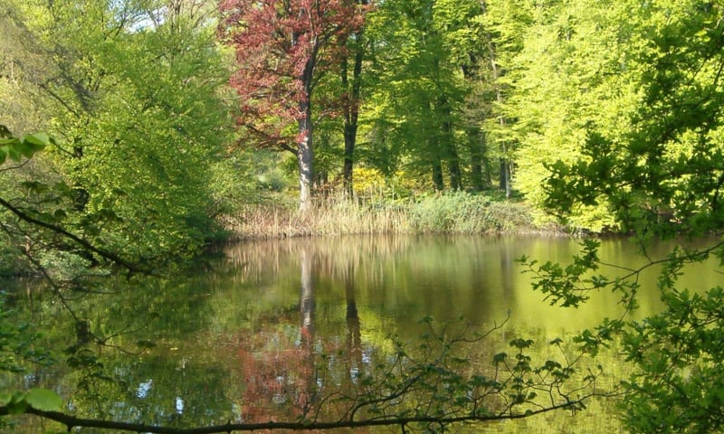 bosvijver op Dorth 2008