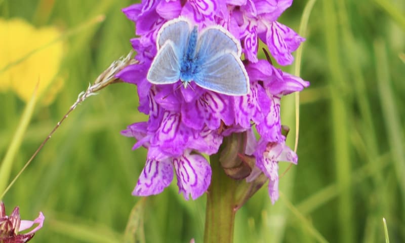 Icarus blauwtje op rietorchis