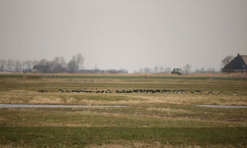 Scholeksters op Skrins