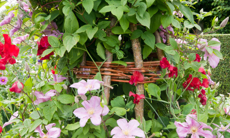 Klimplanten in je tuin tuintip