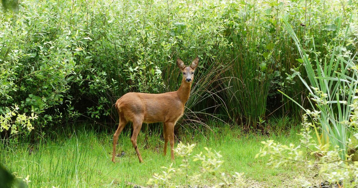 De natte parel Natuurmonumenten