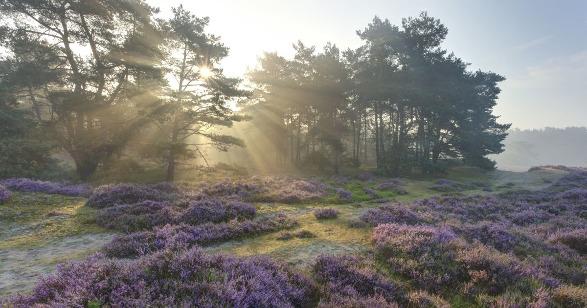Copyright Natuurmonumenten.nl (c) Natuurmonumenten.nl