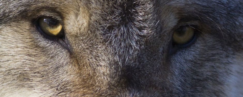 Wennen aan de wolf close-up