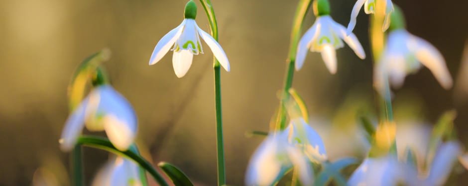 Gewone sneeuwklokjes - voorjaarsbloeiers