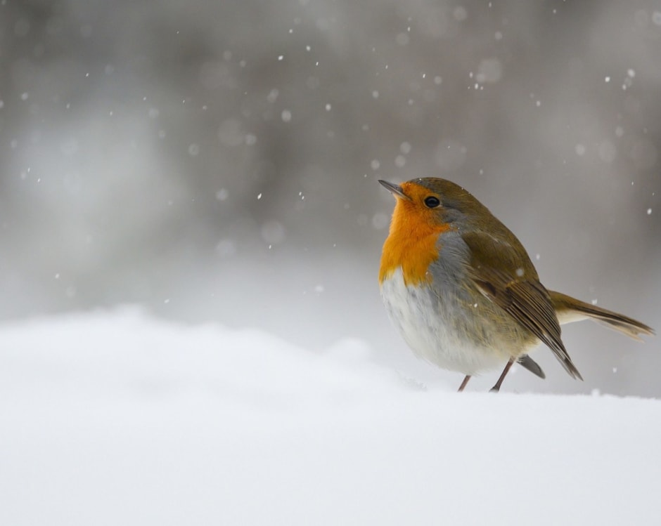 Adelaide kwartaal Plaats Help de vogels in de winter - OERRR | Natuurmonumenten